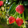 Strawberry 'Albion'