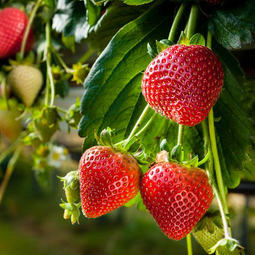 Strawberry 'Albion'