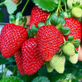 'Eversweet' Strawberry
