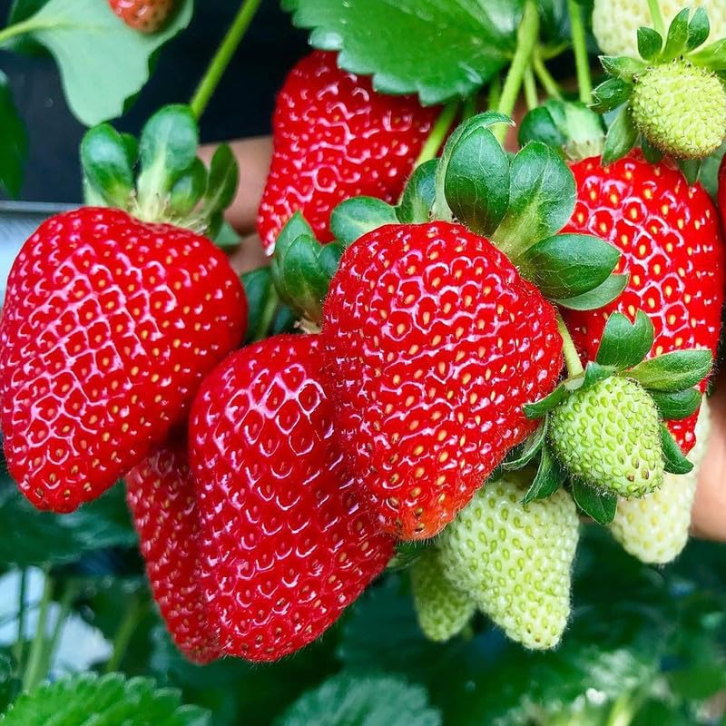 'Eversweet' Strawberry