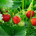 Strawberry 'Seascape'