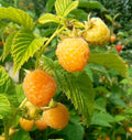 Raspberry 'Kiwi Gold'