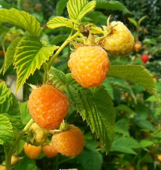 Raspberry 'Kiwi Gold'