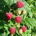 Framboise 'Heritage'
