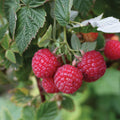 'Nova' Raspberry