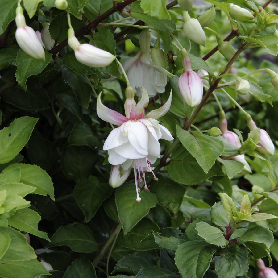 Fuchsia 'Annabelle White'
