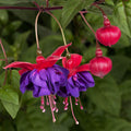 Fuchsia 'Dark Eye'
