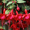 Fuchsia 'Marinka'