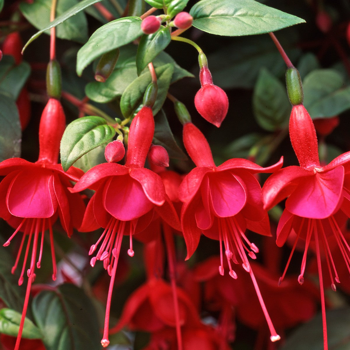 Fuchsia 'Marinka'