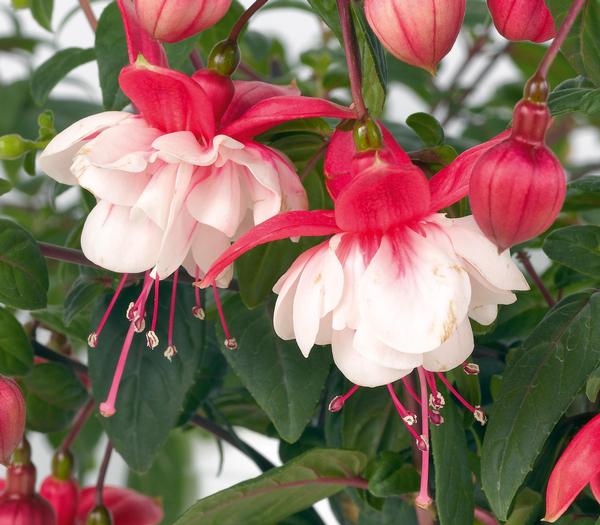 Fuchsia 'Swingtime'