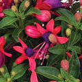 Fuchsia 'Ballerina Pirouette'