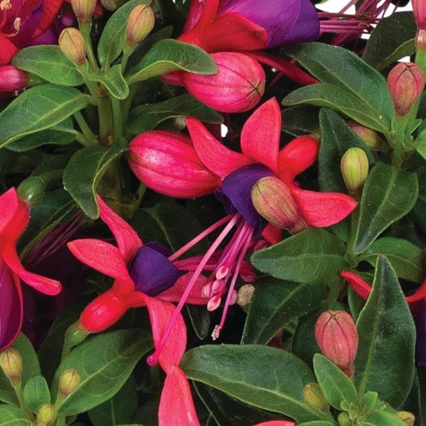 Fuchsia 'Ballerina Pirouette'