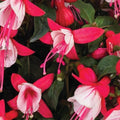 Fuchsia 'Ballerina Relevé'