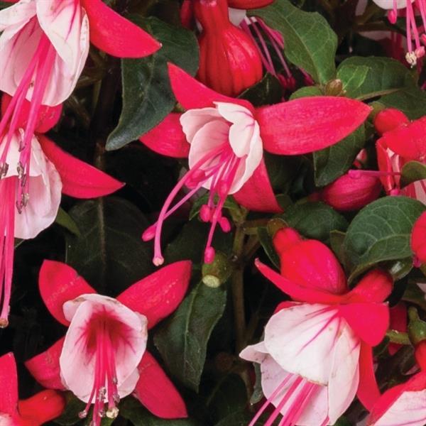 Fuchsia 'Ballerina Relevé'