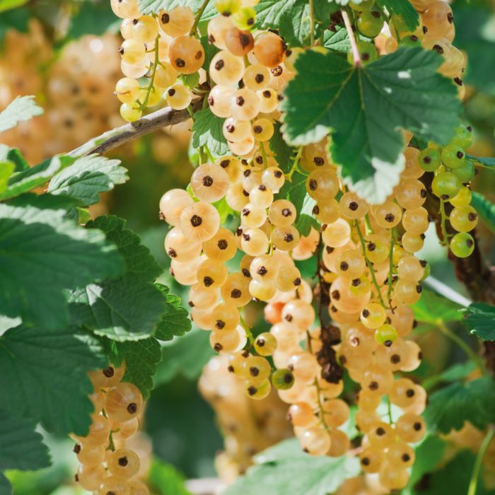 White Currant