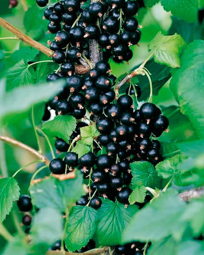 Black Currant