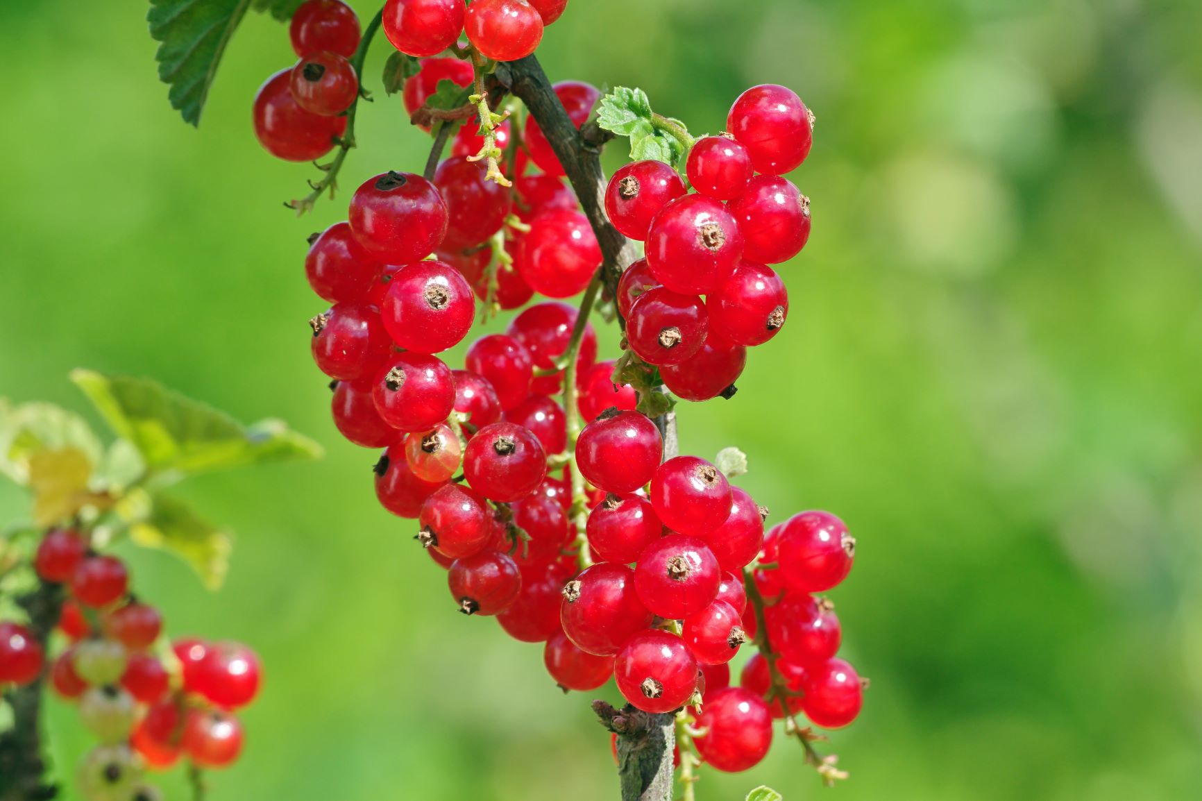 Red Currant