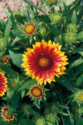 Gaillardia 'Arizona Sun'