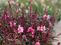 Gaura lindheimeri 'Belleza Dark Pink'