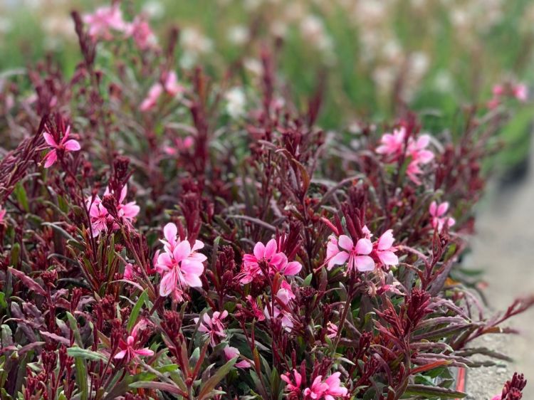 Gaura lindheimeri 'Belleza Dark Pink'