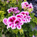 Geranium 'Candy Flower Bicolor'
