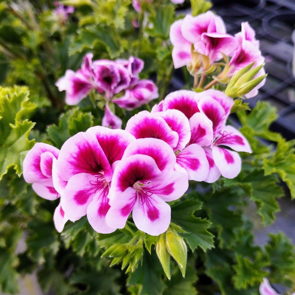 Geranium 'Candy Flower Bicolor'