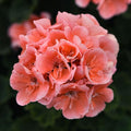 Geranium 'Moonlight Light Salmon'