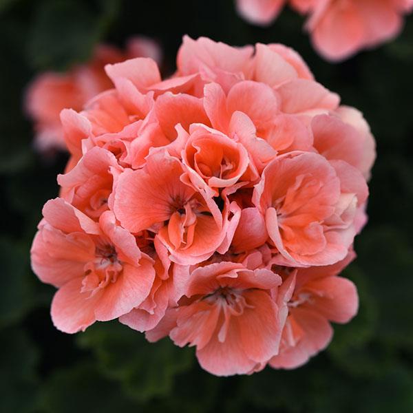 Geranium 'Moonlight Light Salmon'