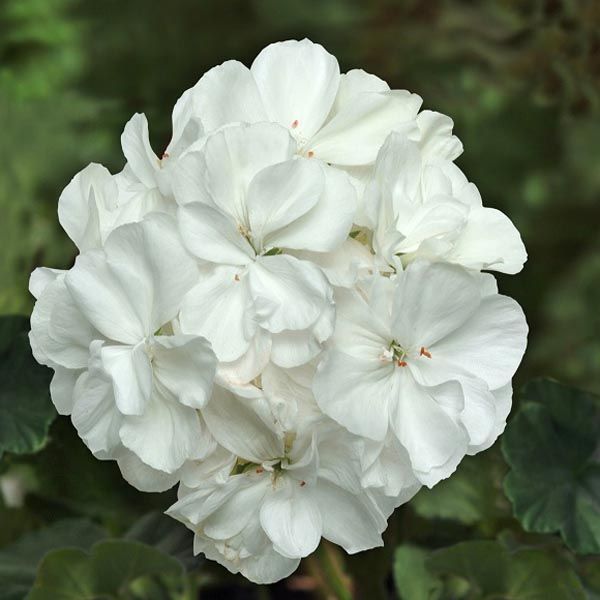 Fantasia Geranium