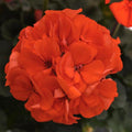 Fantasia Geranium