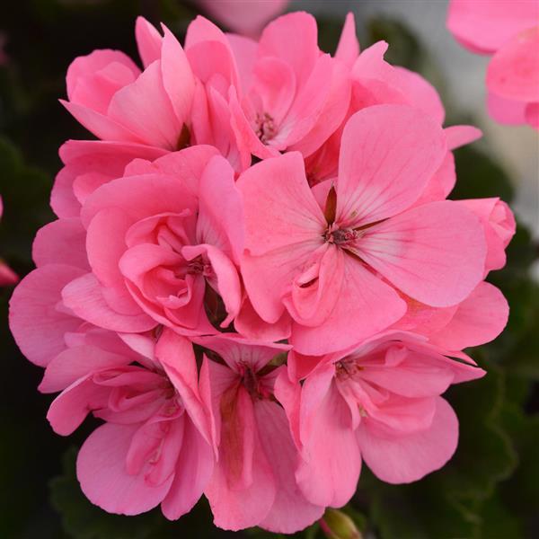 Fantasia Geranium