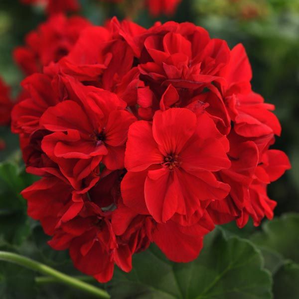 Fantasia Geranium
