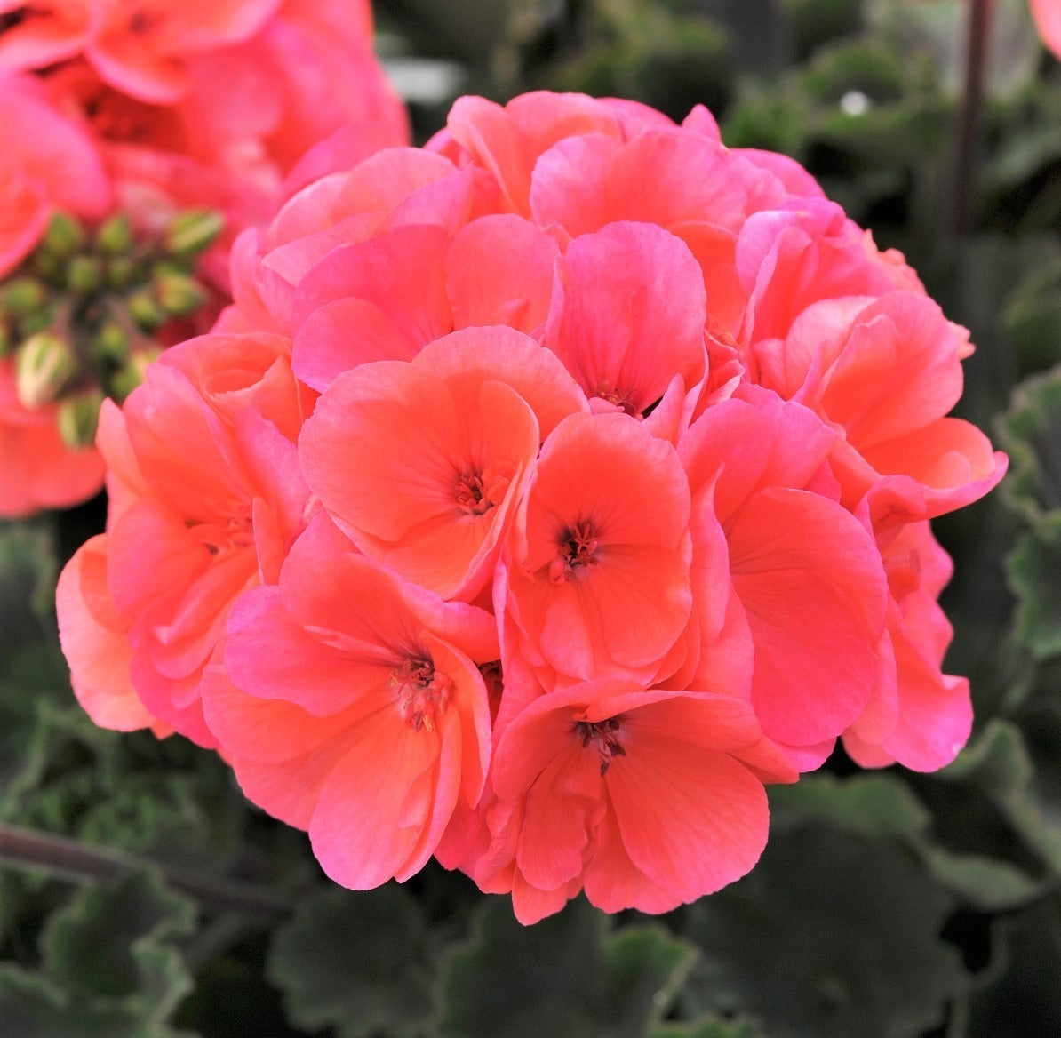 Fantasia Geranium