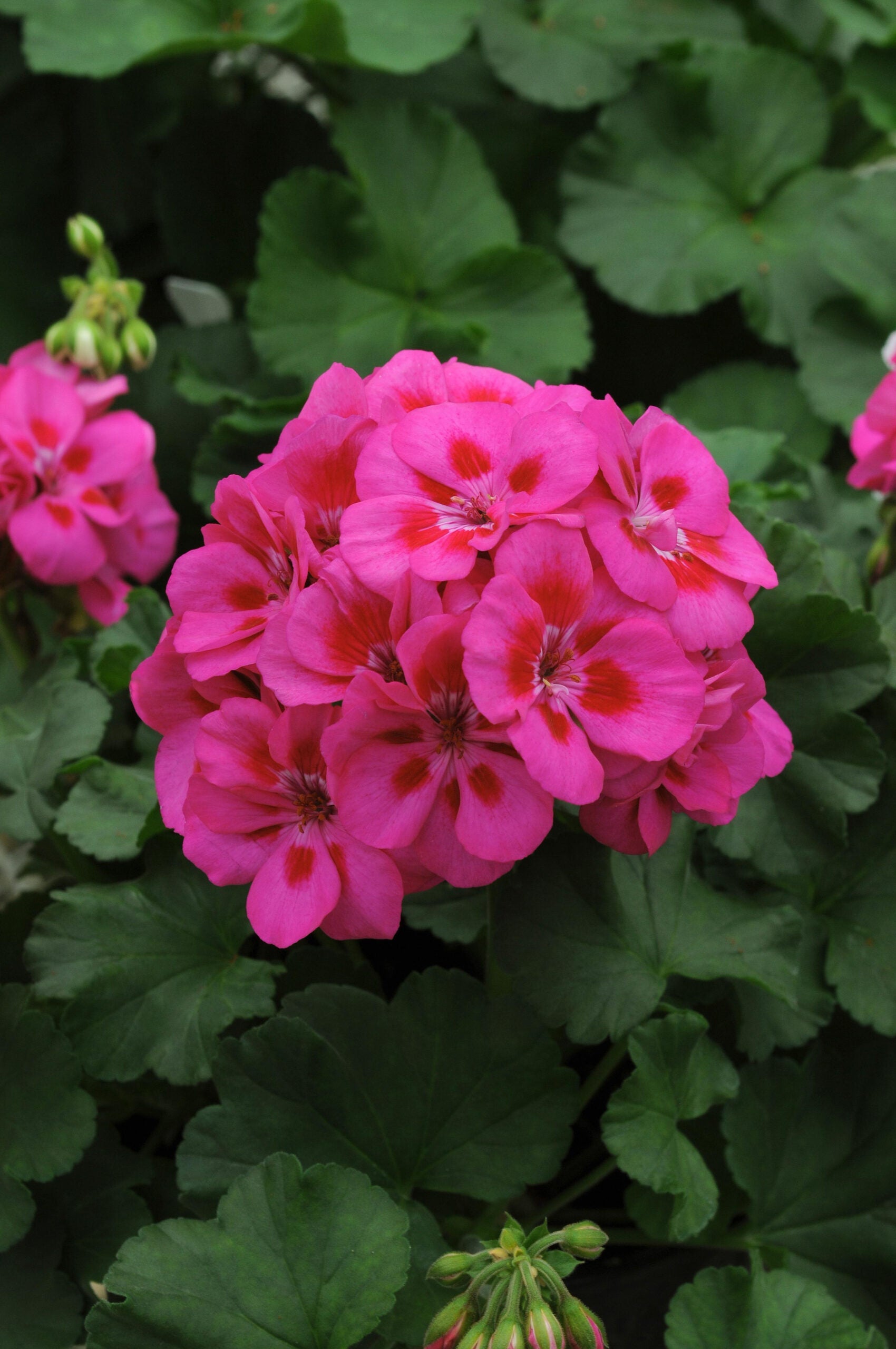 Fantasia Geranium