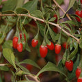 Goji 'Dynamite'