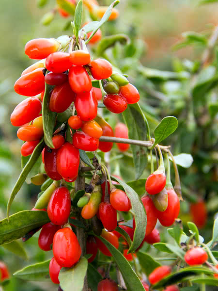 Goji 'Firecracker'