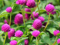 Gomphrena 'Pinball Purple'