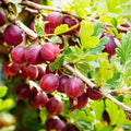 Gooseberry 'Captivator'