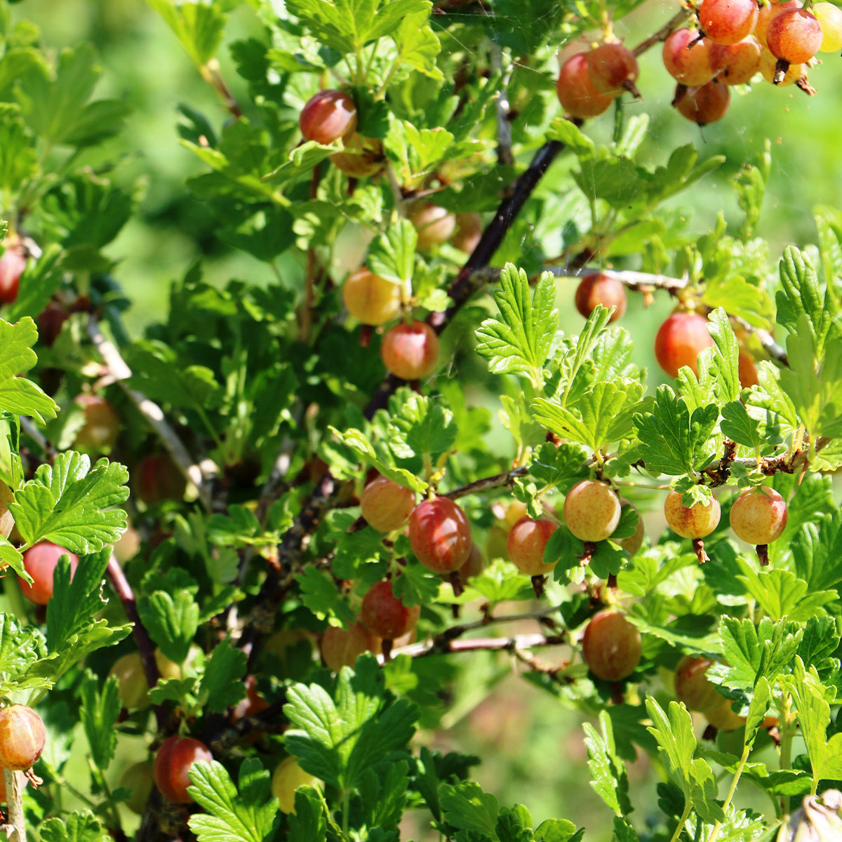 Gooseberry 'Pixwell'
