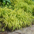 Hakonechloa Macra 'Aureola'