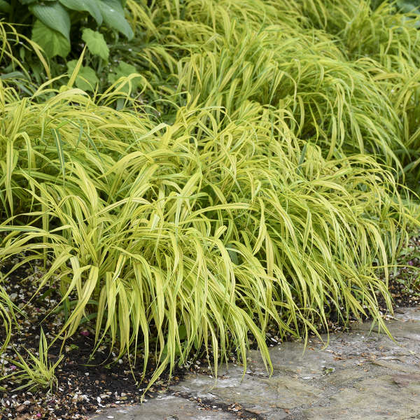 Hakonechloa Macra 'Aureola'