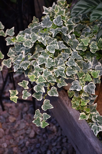 Hedera helix 'Glacier'