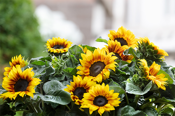 Helianthus 'Solsation Flame'