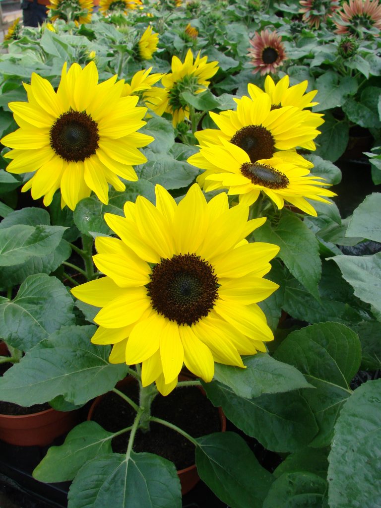 Helianthus 'Suntastic Yellow Black Center'