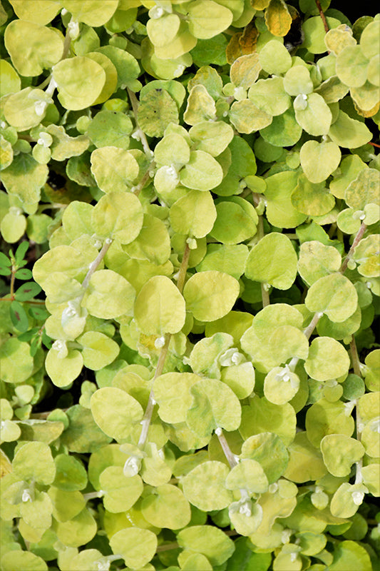 Helichrysum Petiolare 'Limelight'