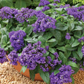 Heliotropium Arborescens 'Blue'