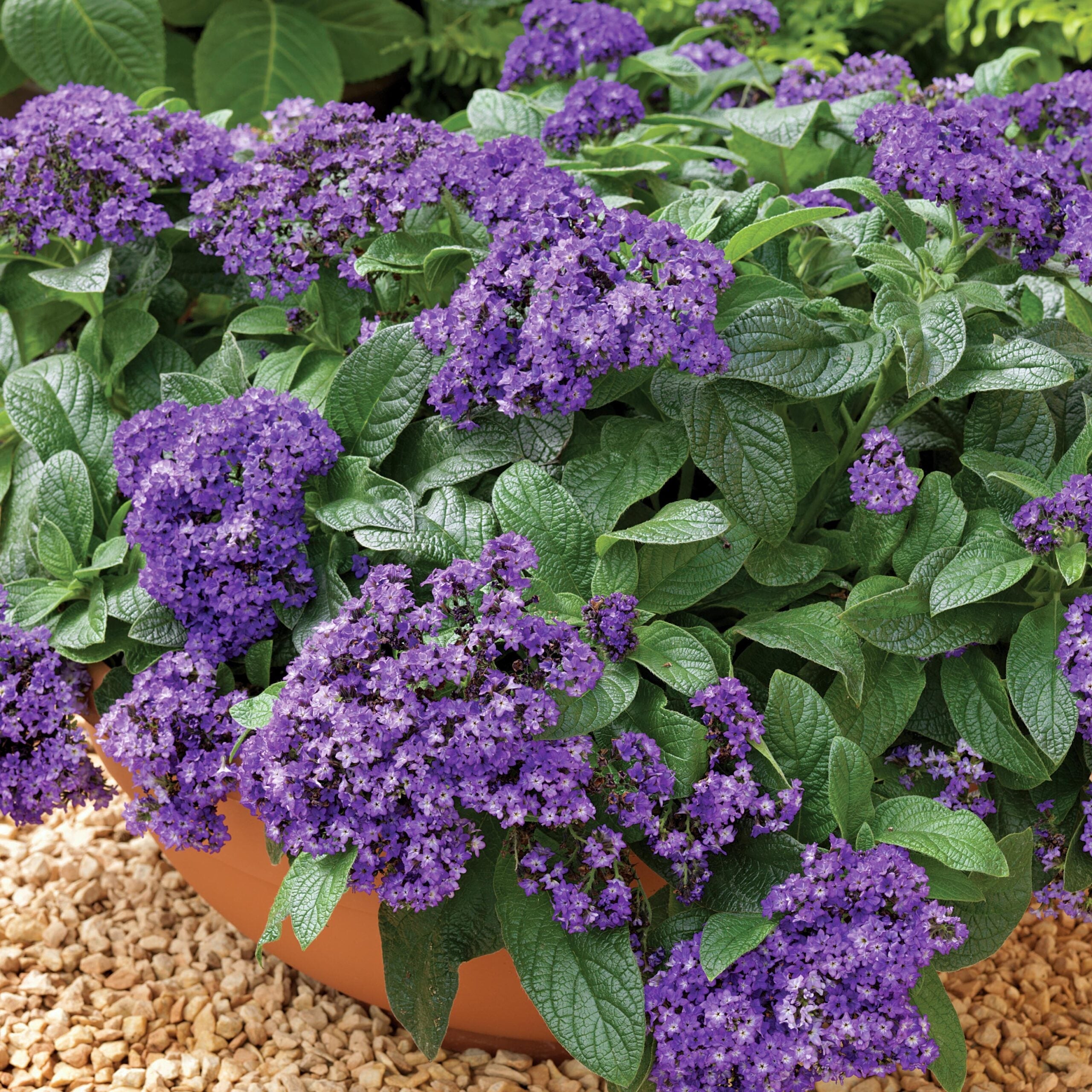Heliotropium Arborescens 'Blue'