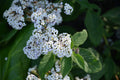 Heliotropium Arborescens 'White'