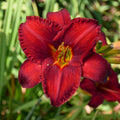 Daylily 'Chicago Apache'