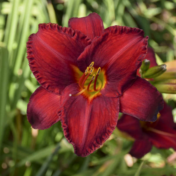 Daylily 'Chicago Apache'